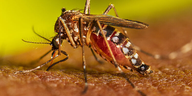 LVV7_Aedes_aegypti_Adult_Feeding_2022_029-1-750x375