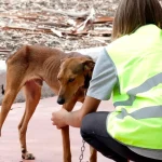 Ministerio Público sostiene encuentro para garantizar protección animal